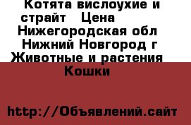 Котята вислоухие и страйт › Цена ­ 2 500 - Нижегородская обл., Нижний Новгород г. Животные и растения » Кошки   